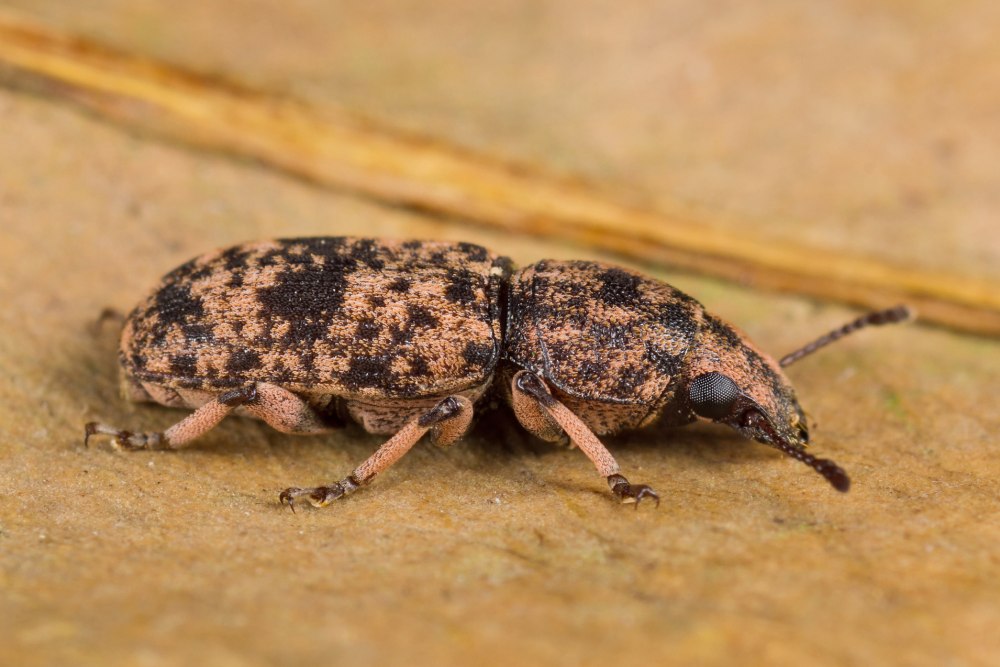 Anacanthotermes ahngerianus GBIF