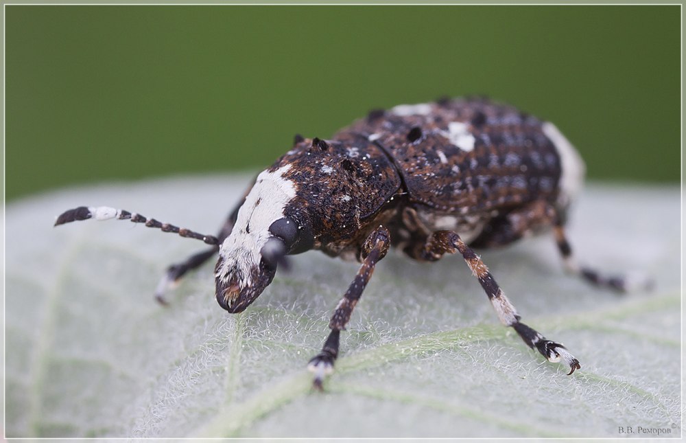 Platystomos Albinus