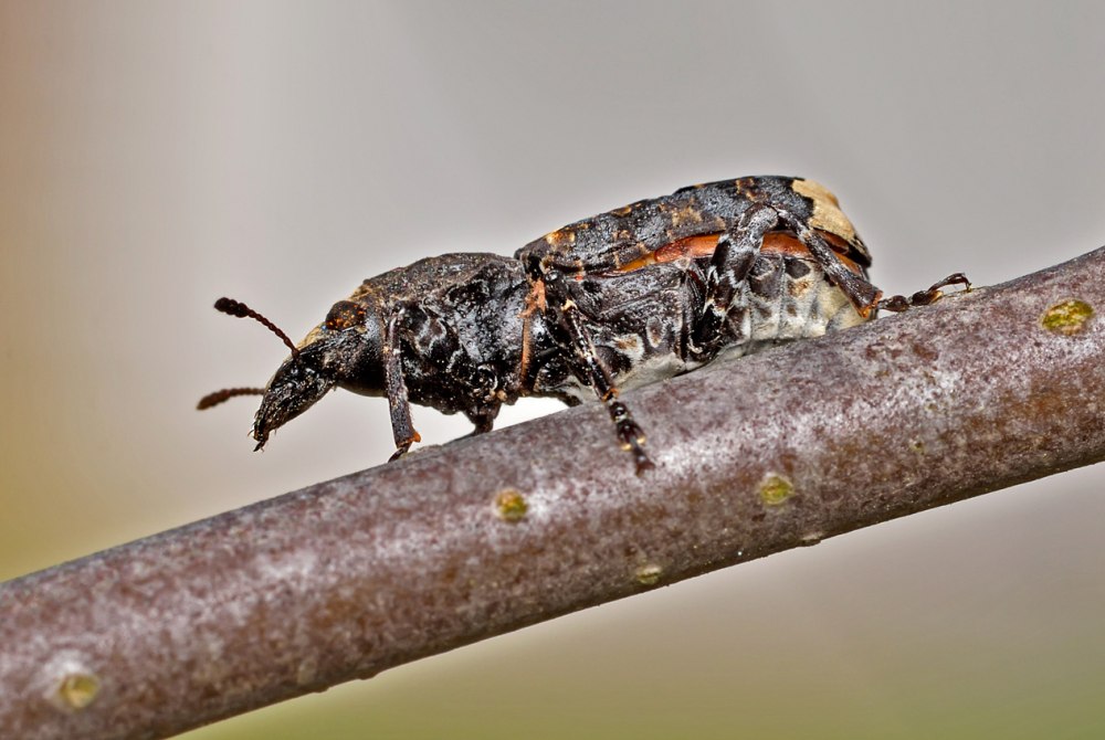 Platyrhinus resinosus