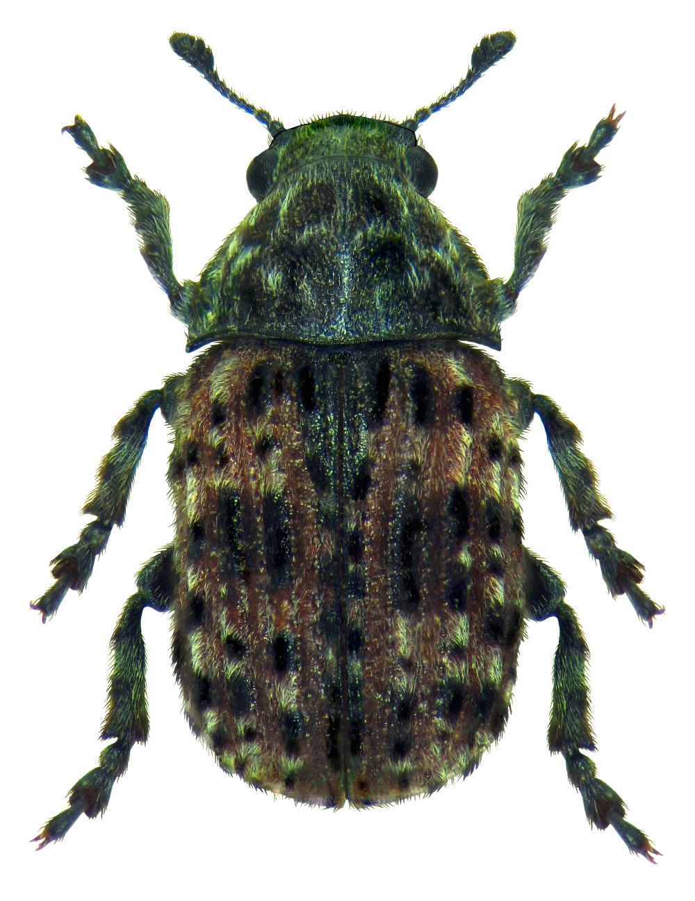 Anthocomus fasciatus