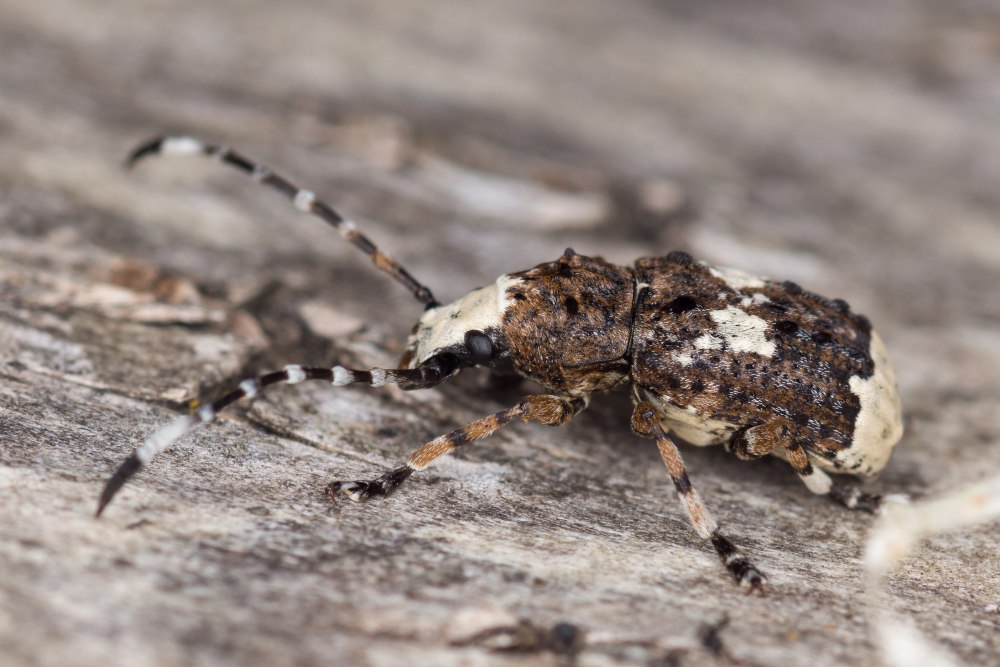 Platystomos Albinus