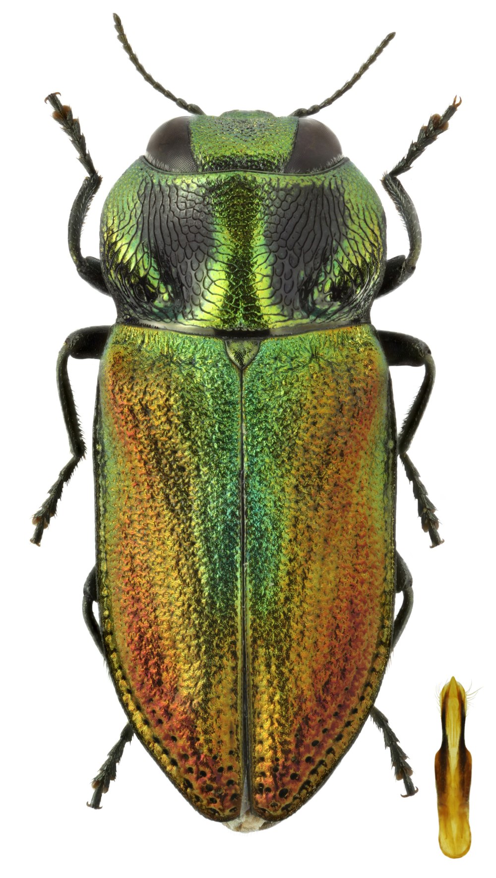 Жуки Splendor (Buprestidae)