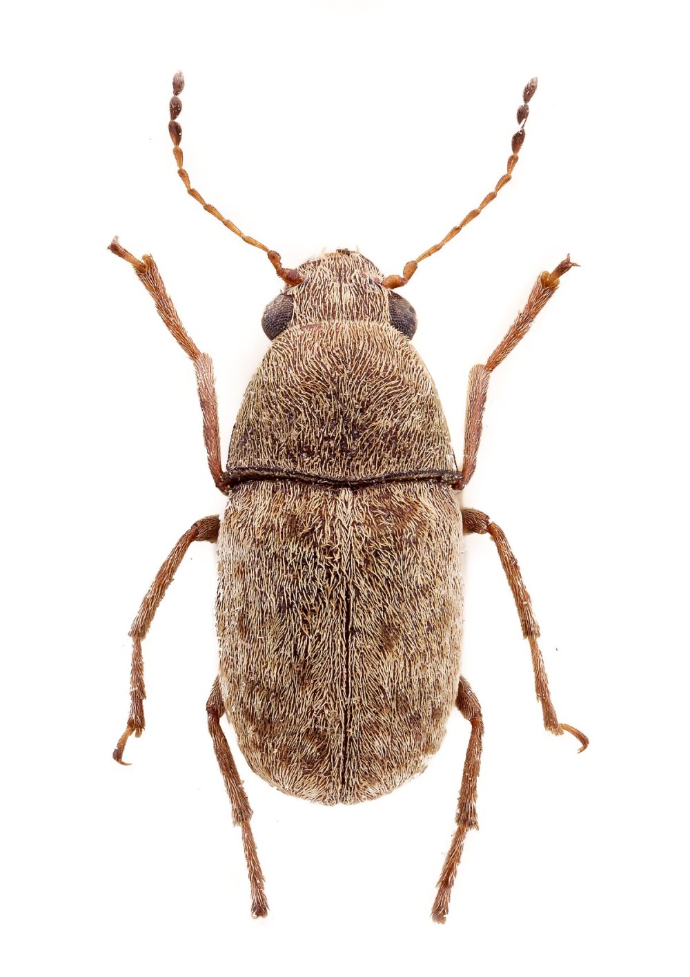 Araecerus fasciculatus перевести