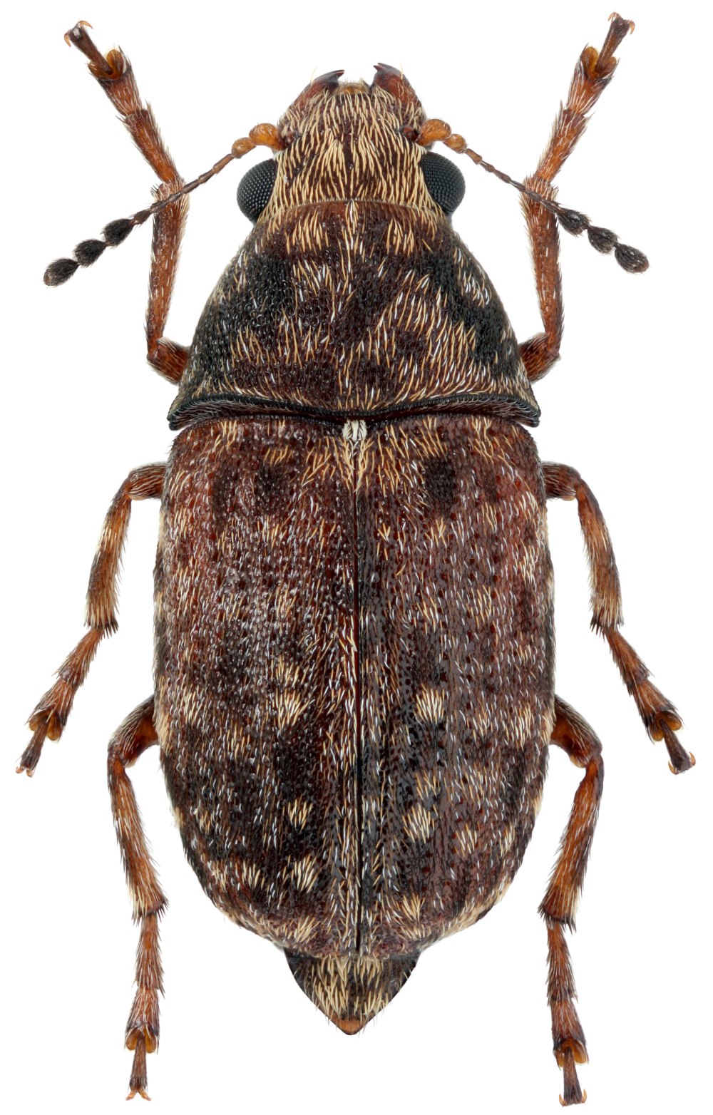 Araecerus fasciculatus