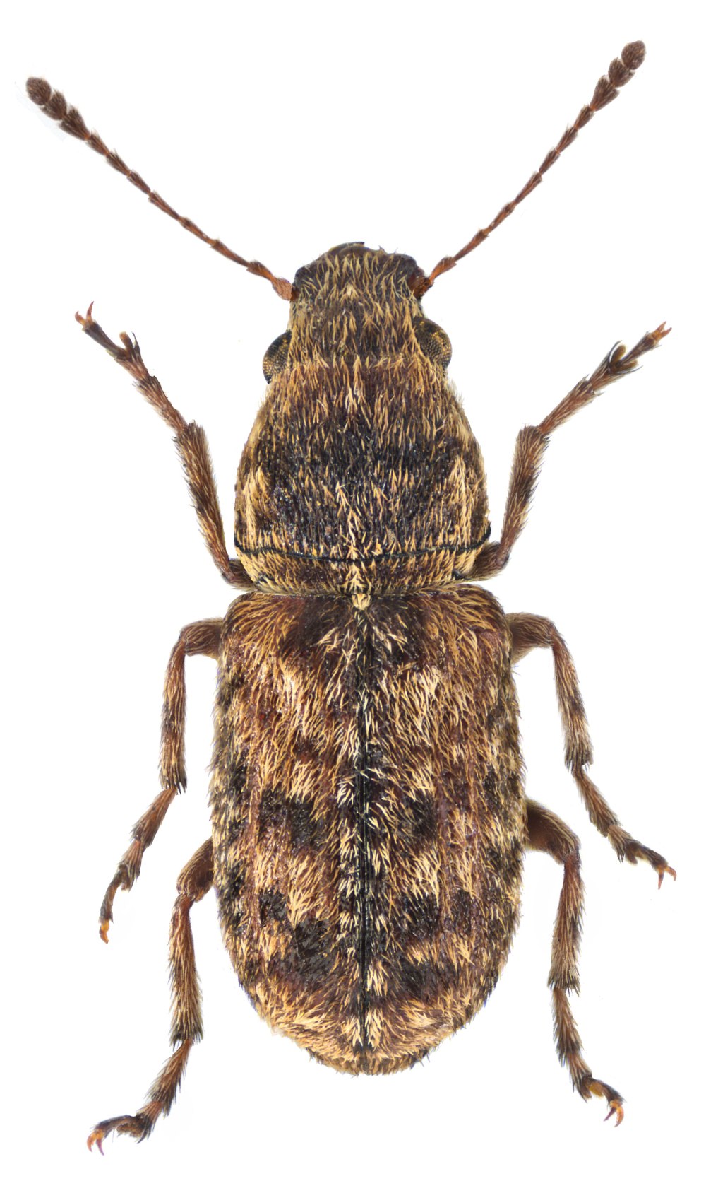 Stizoides crassicornis
