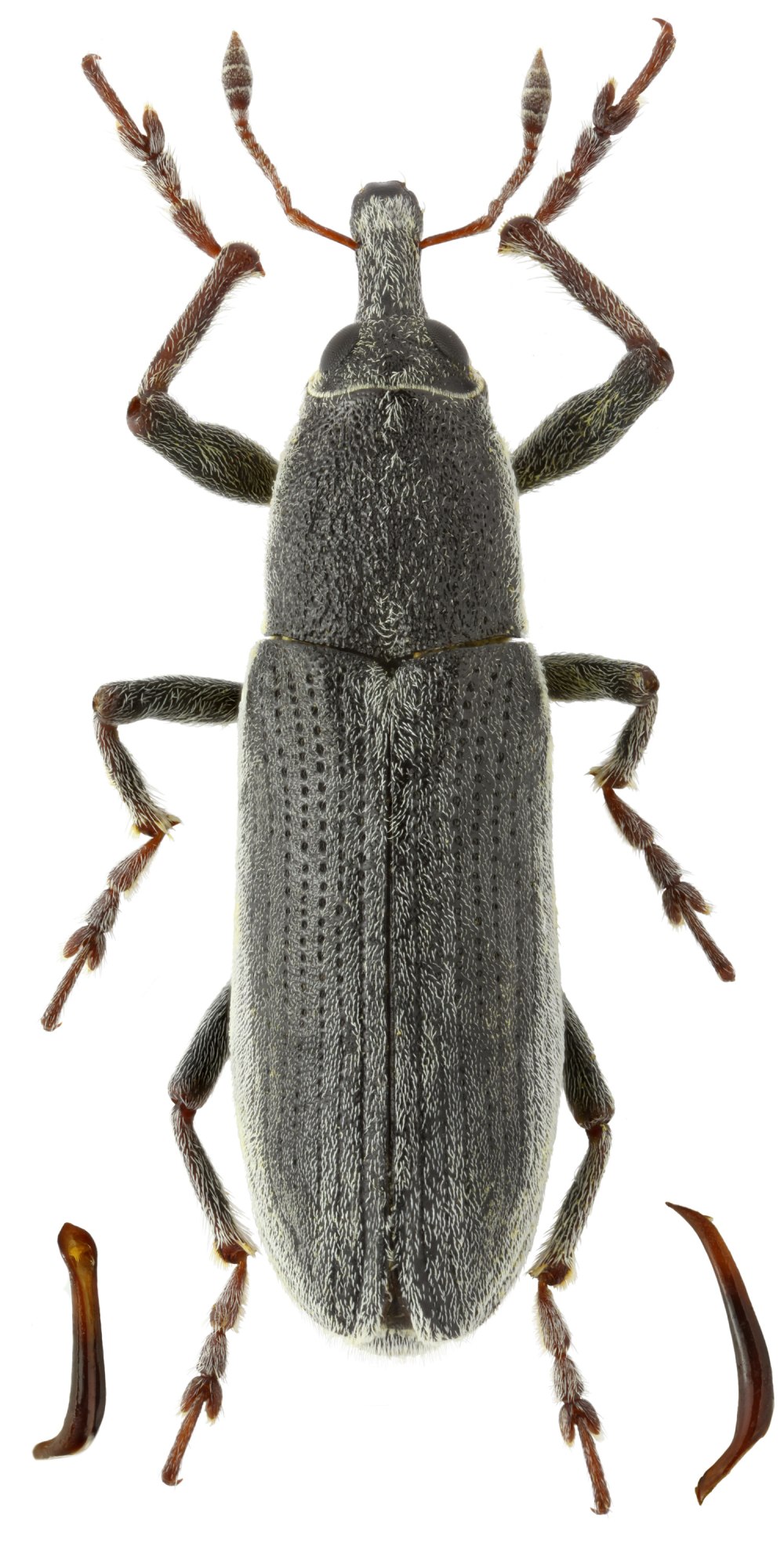 Lixus algirus