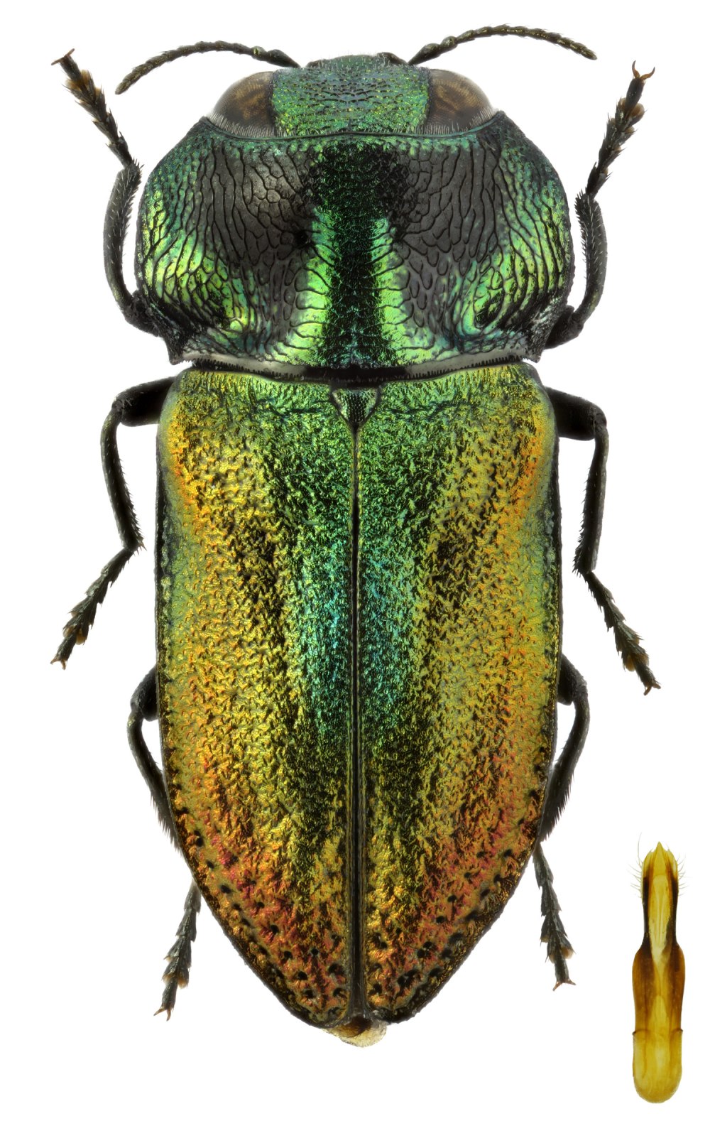 Жуки Splendor (Buprestidae)