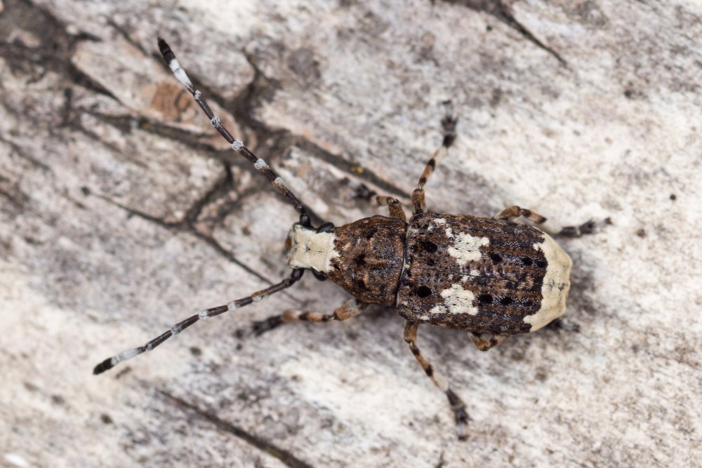 Platystomos Albinus