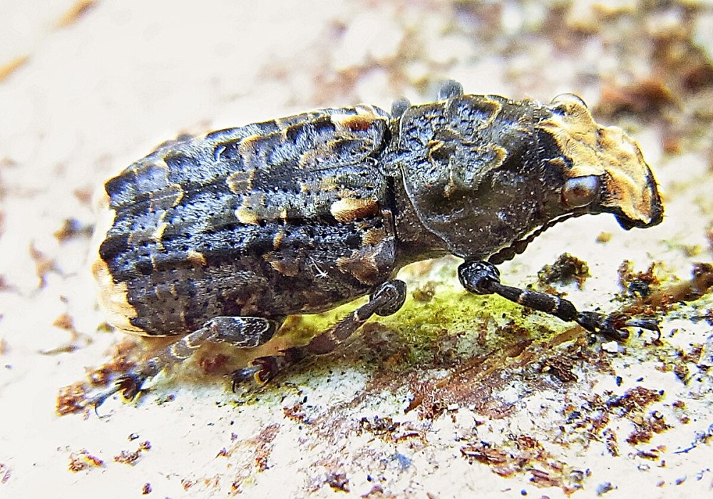 Platyrhinus resinosus