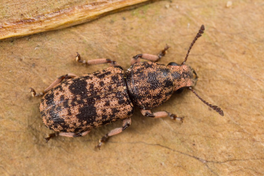 Dendropemon emarginatus