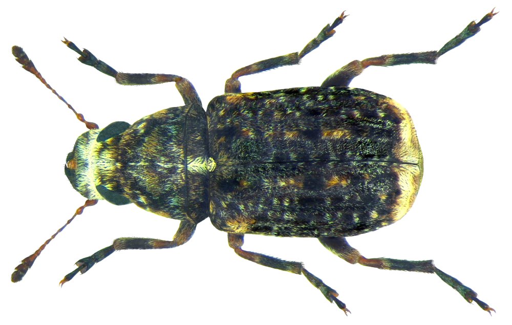 Dissoleucas niveirostris