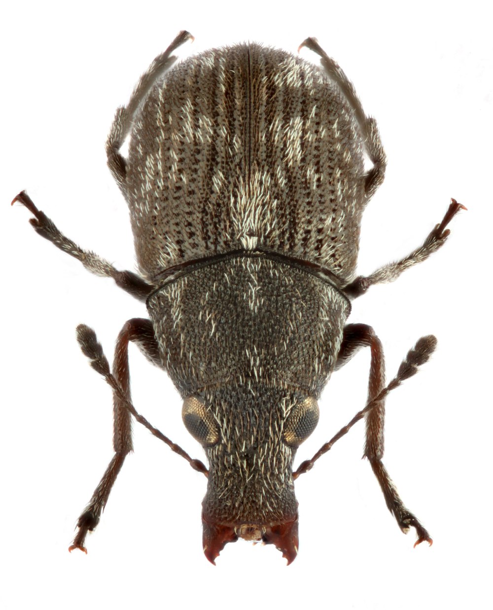 Жук Anthribidae
