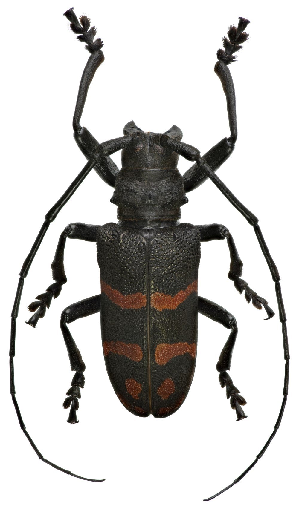 Ceroplesis carabarica
