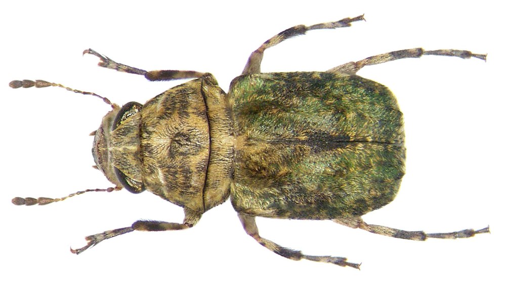 Pycnosteus tuberculatus