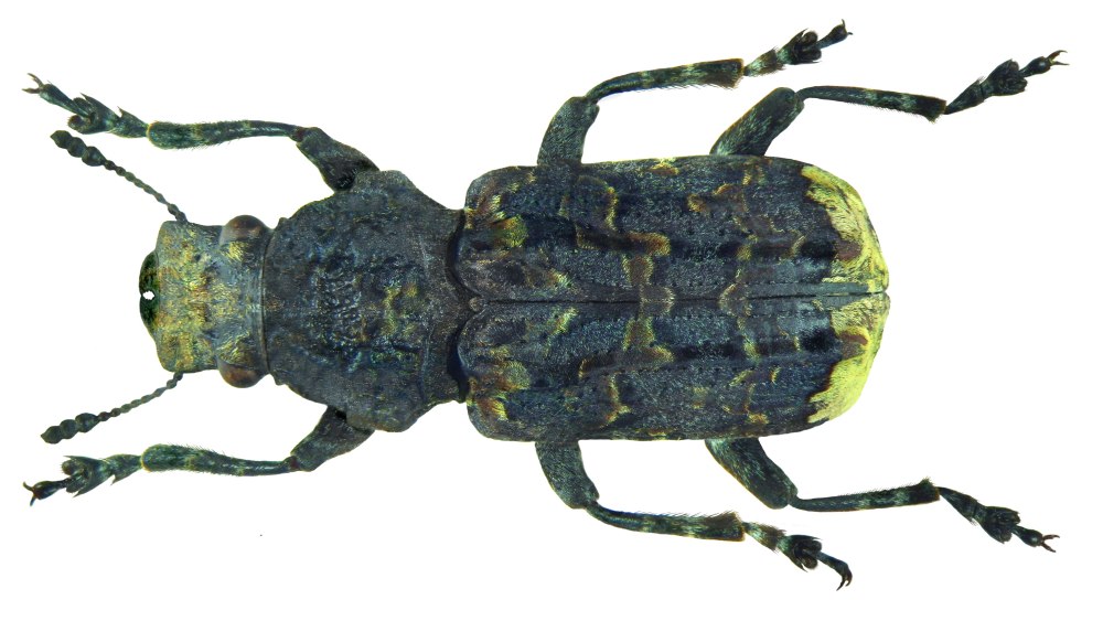 Platyrhinus resinosus