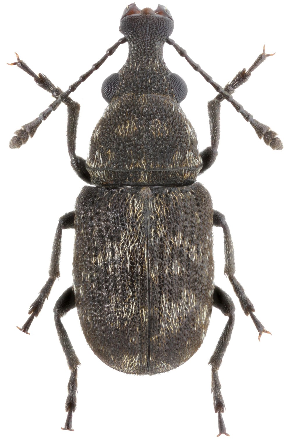 Жук Anthribidae