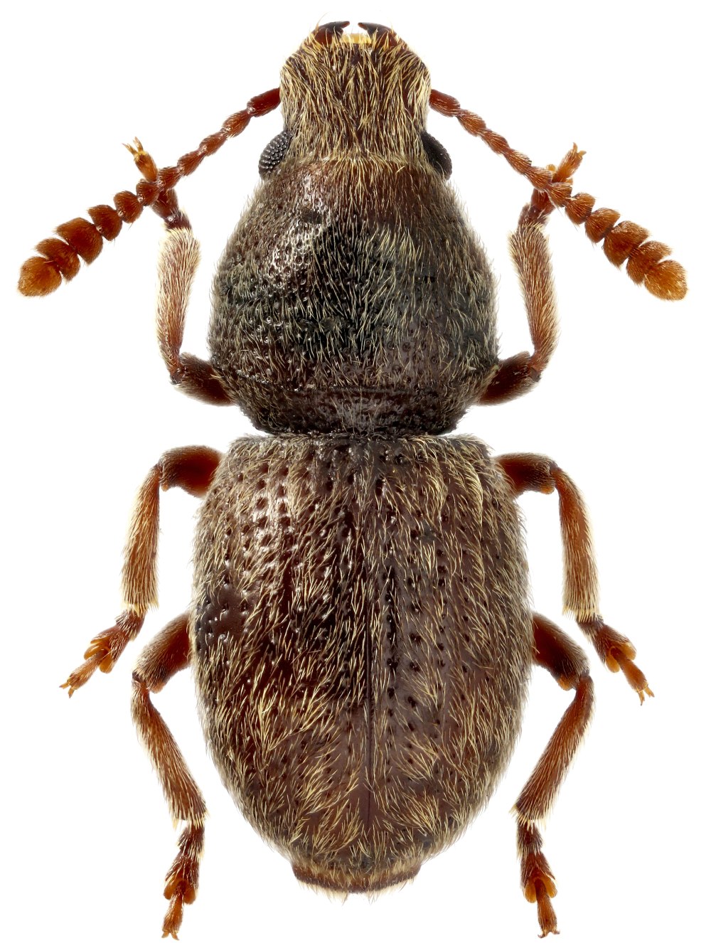Жук Anthribidae