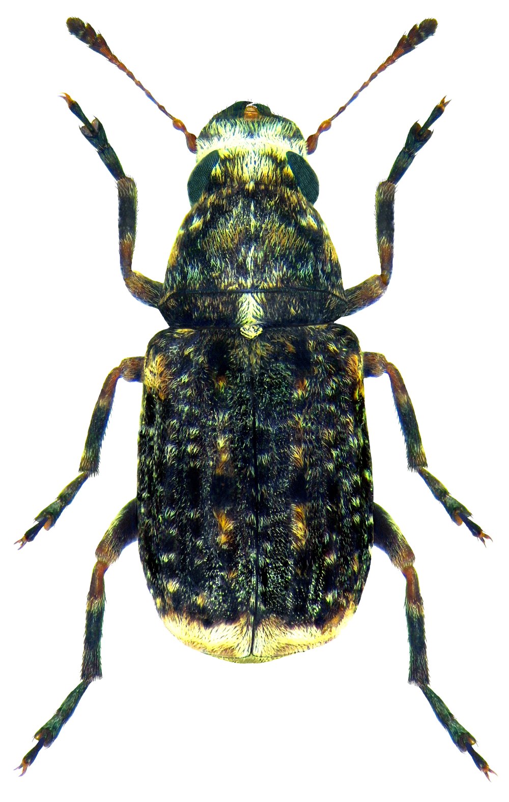 Dissoleucas niveirostris (Fabricius, 1798)