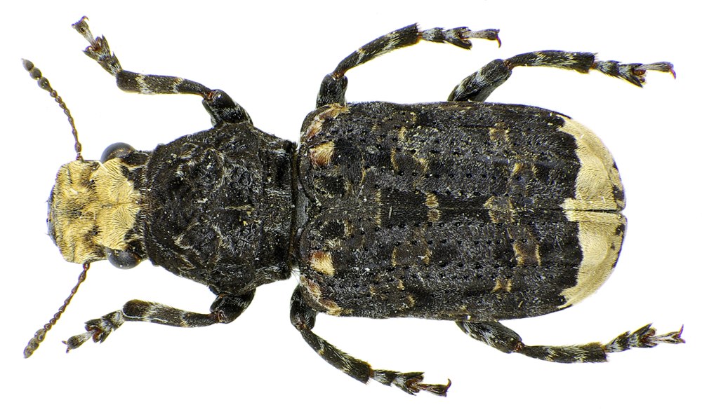 Platyrhinus resinosus