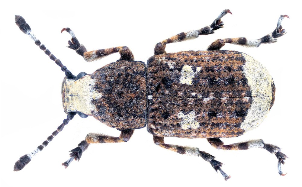 Platyrhinus resinosus