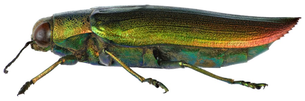 Chrysochroa fulminans