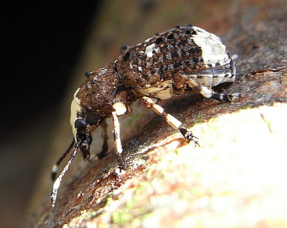 Platystomos Albinus
