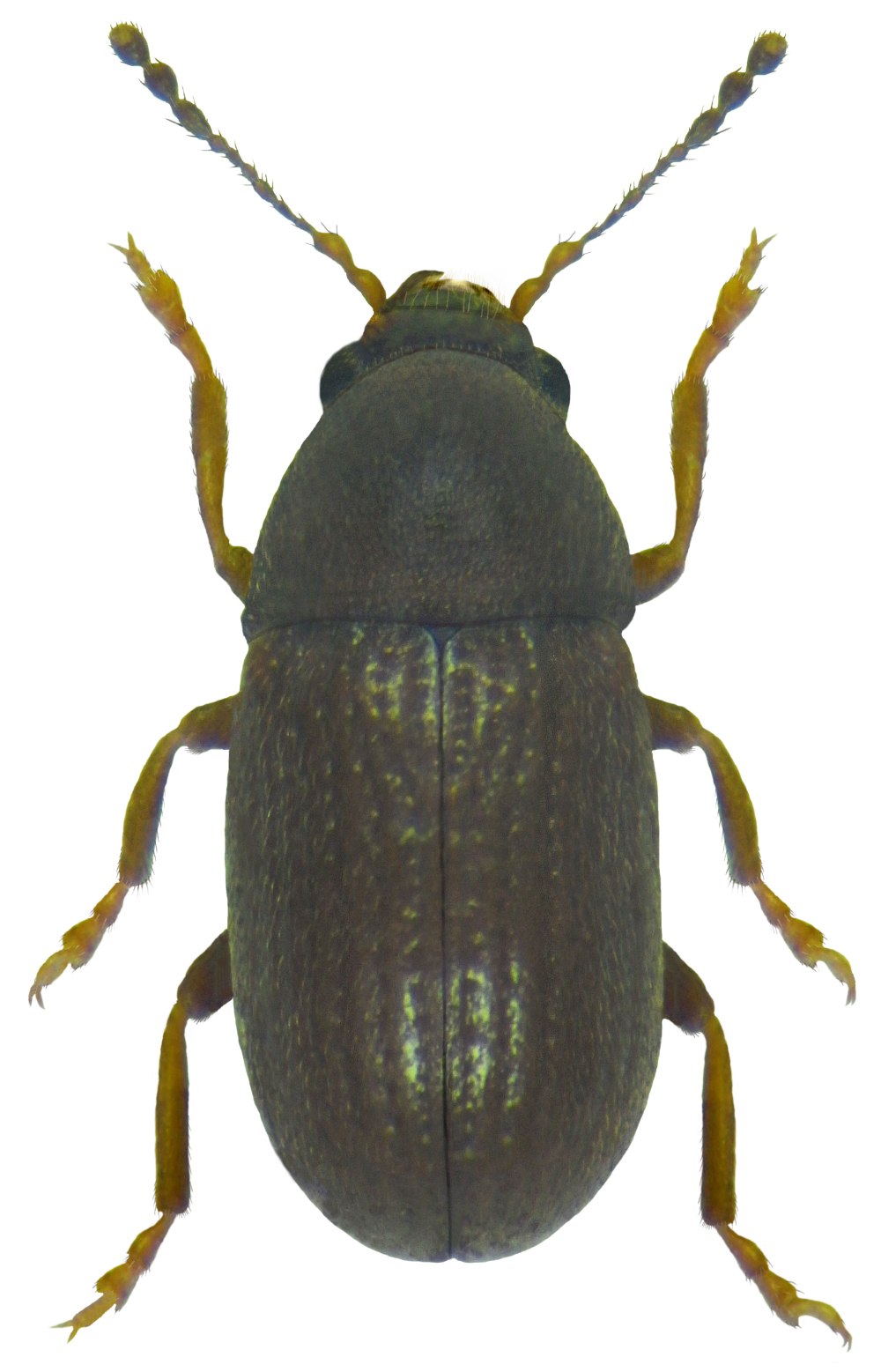 Жук Anthribidae