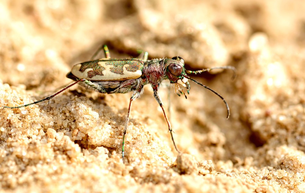 C. Cylindera obliquefasciata