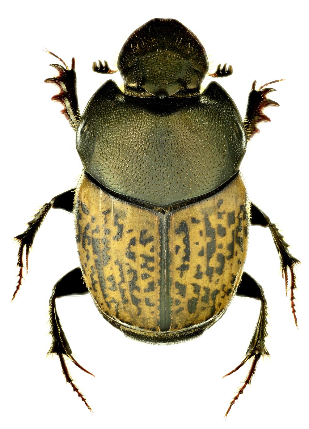 Onthophagus marginalis