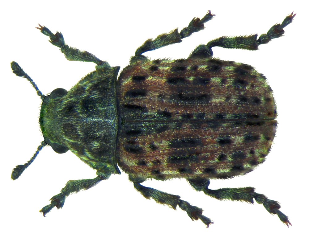 Anthribus fasciatus