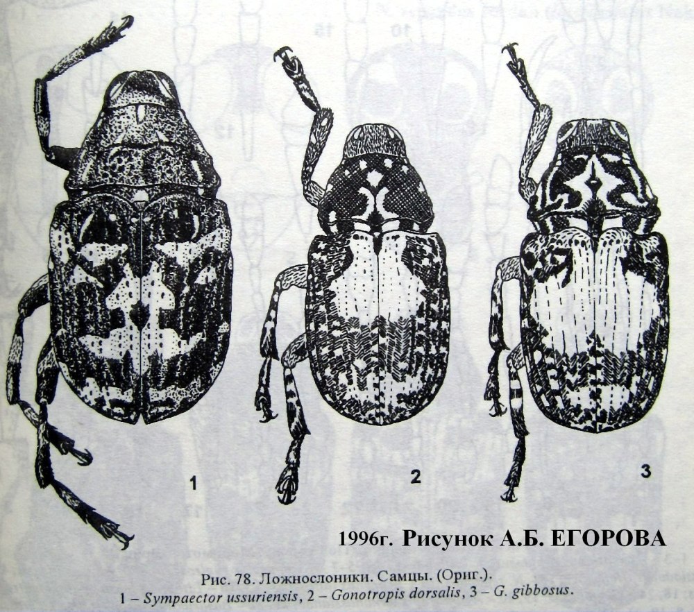 Жуки из отряда ложнослоников