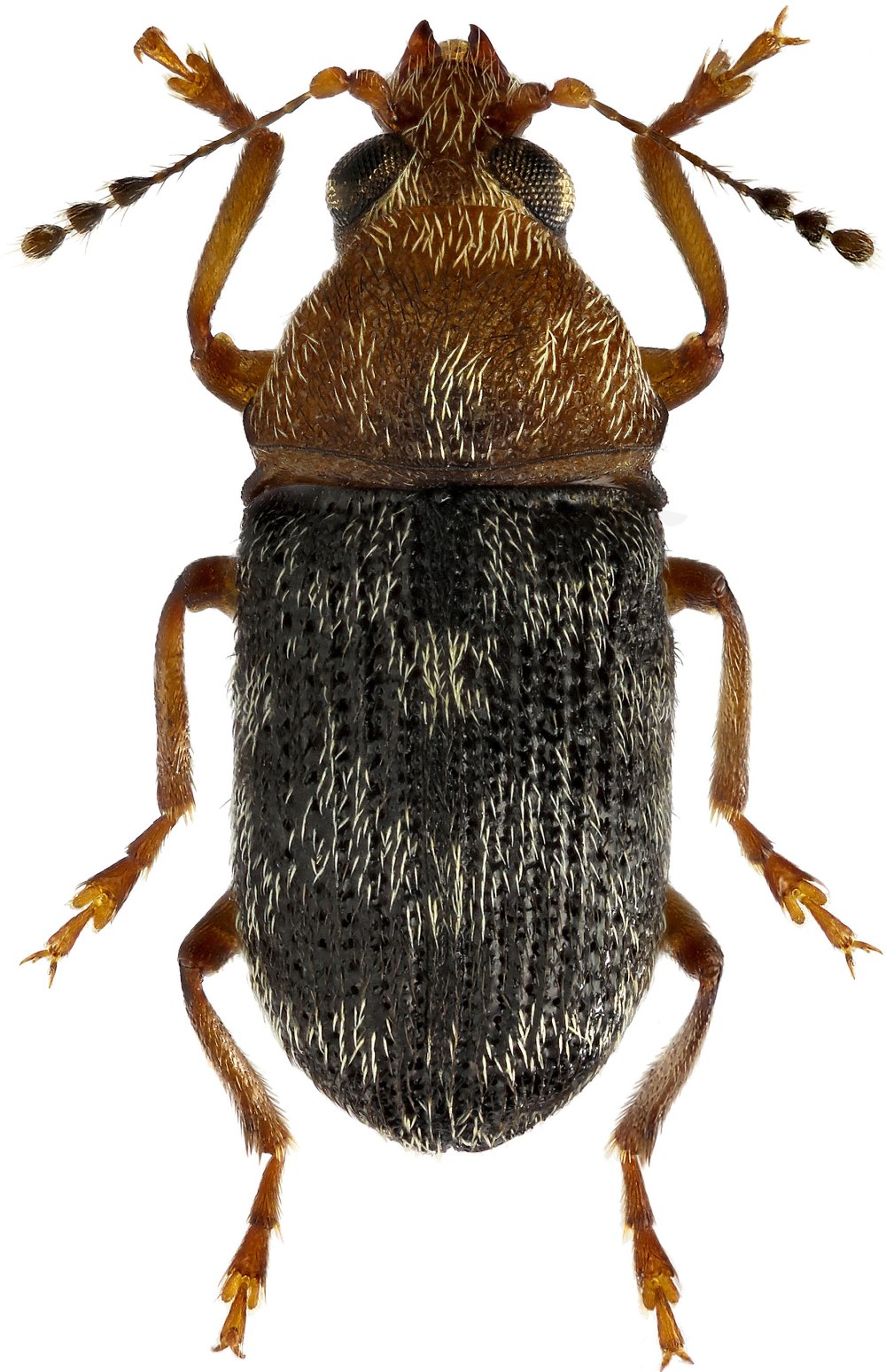 Anthribidae