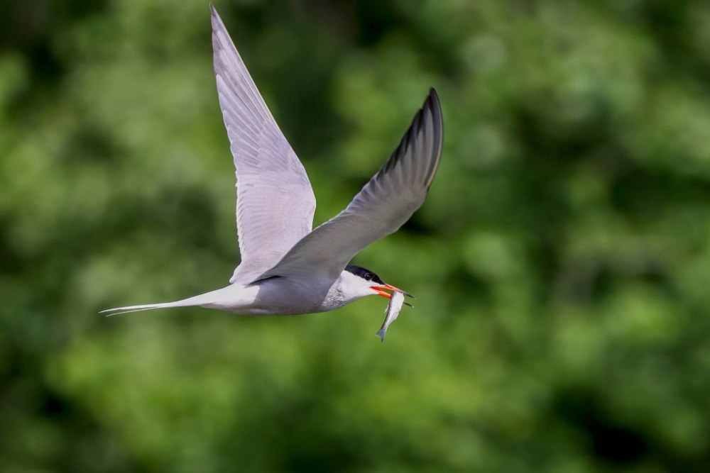 Tern