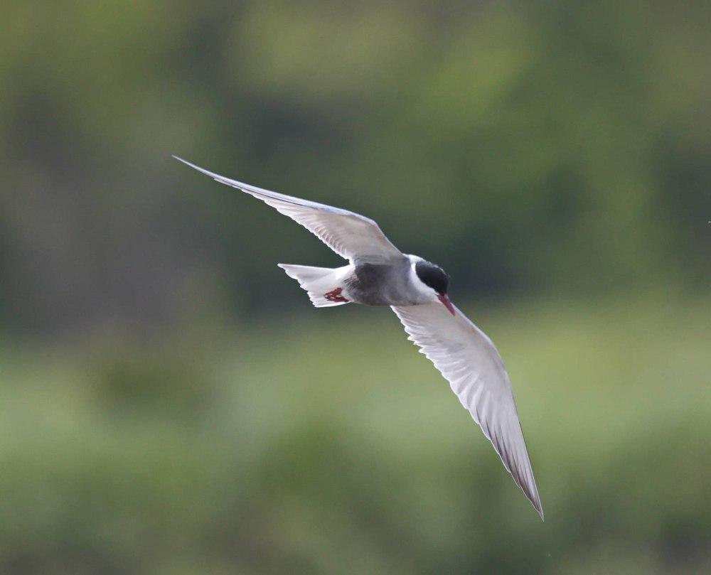 Whiskered Tern