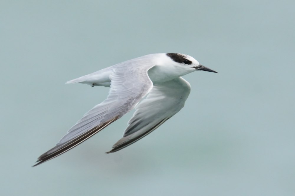Dipsas albifrons