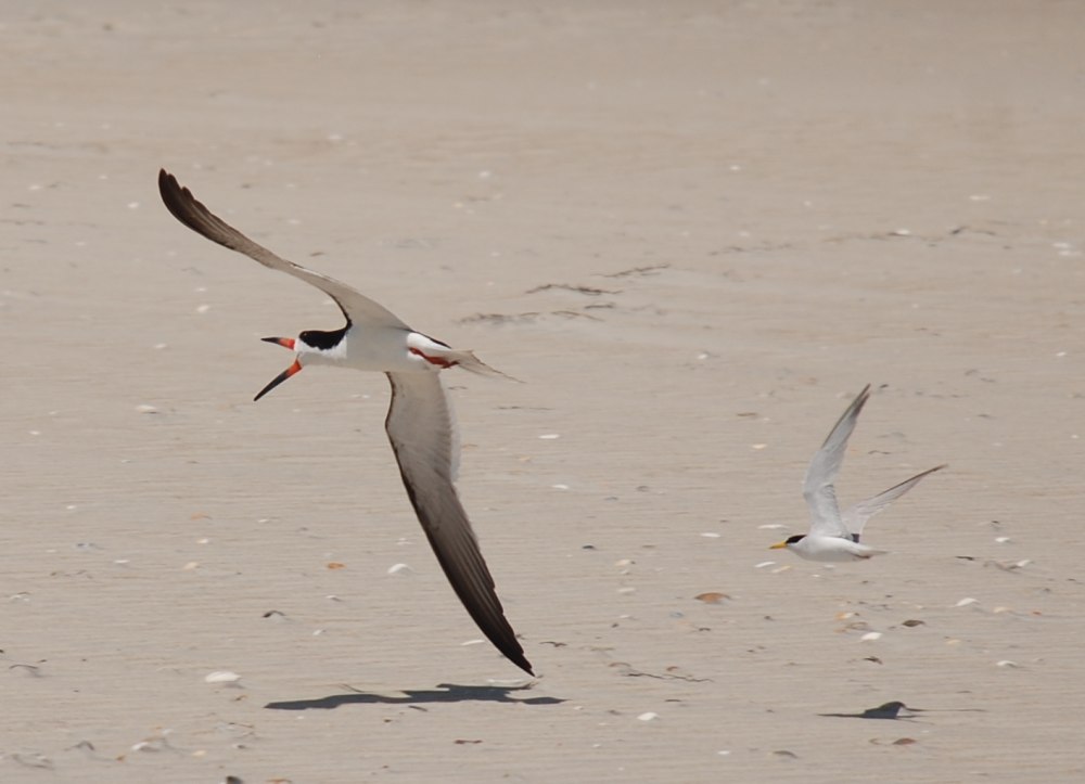 Largens Terns and Skimmer in Flight Birds