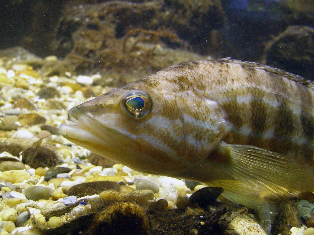 Serranus Cabrilla