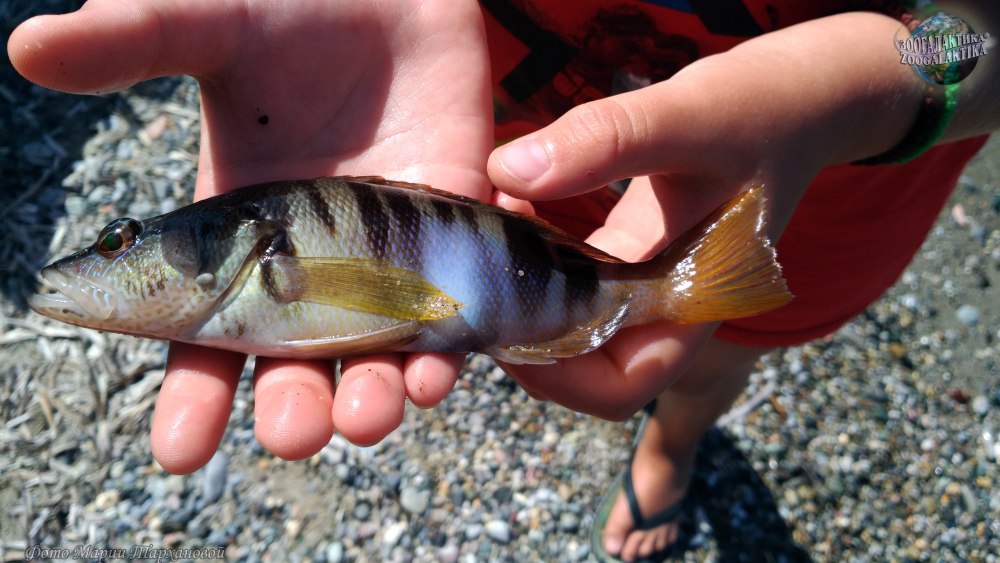 Serranus Scriba