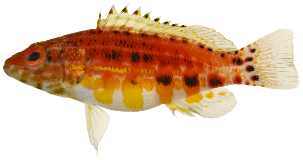 Каменный окунь-Зебра (Serranus Scriba (Linnaeus, 1758)).