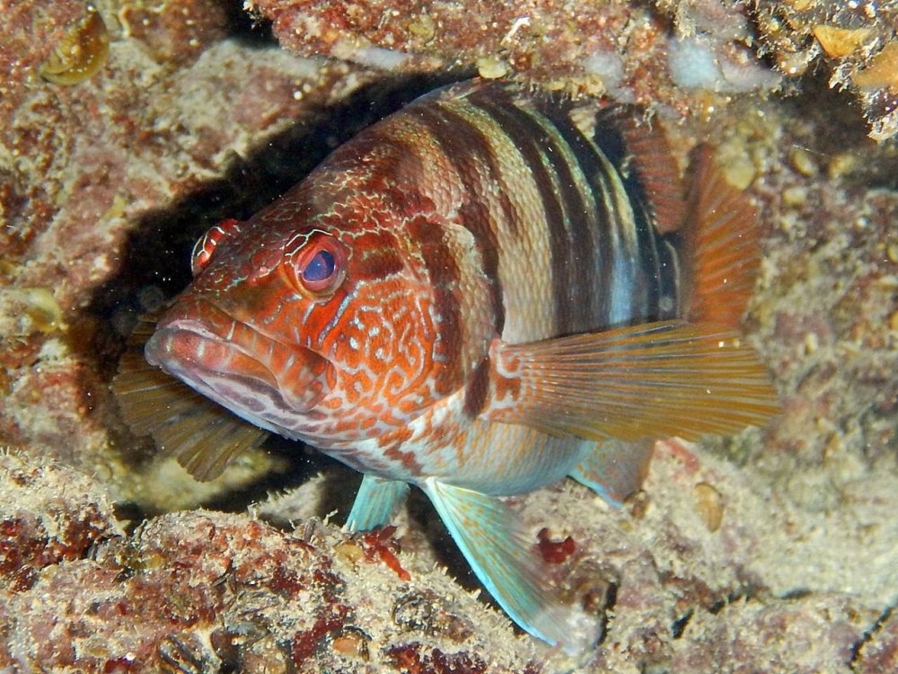 Каменный окунь-Зебра Serranus Scriba