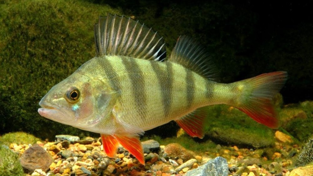 Окунь perca fluviatilis