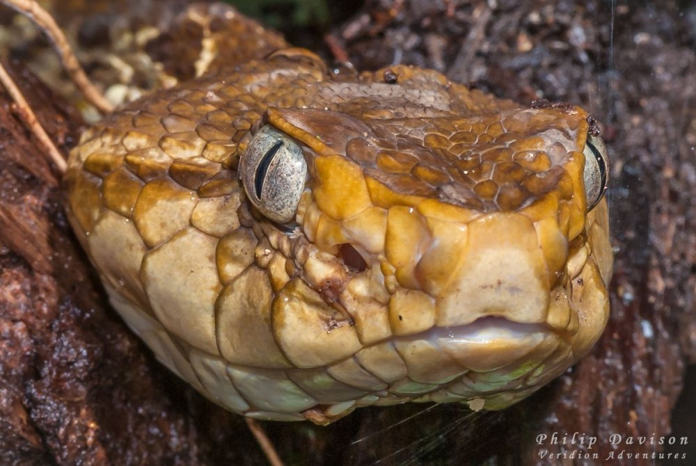 BOTHROPS Asper змея