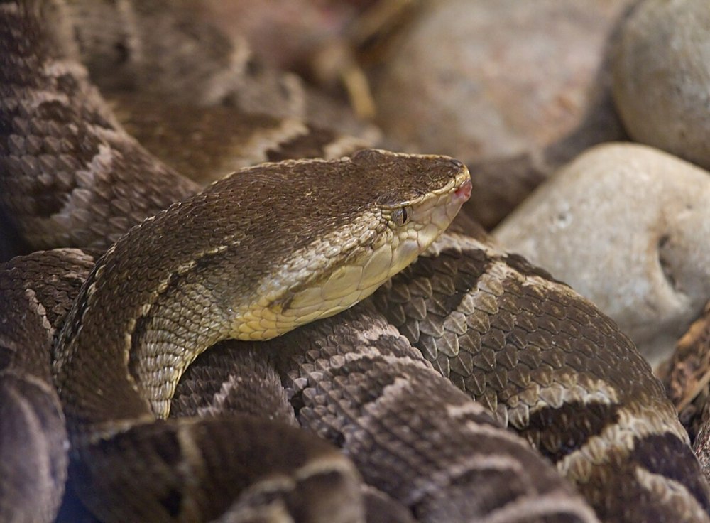 BOTHROPS Atrox