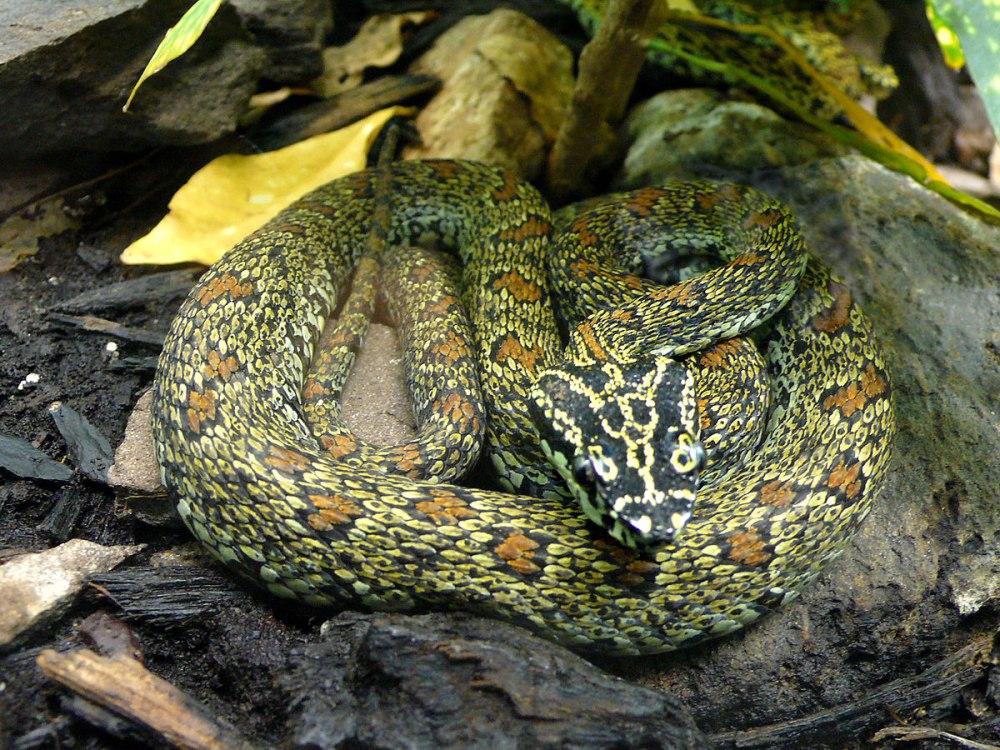Protobothrops jerdonii