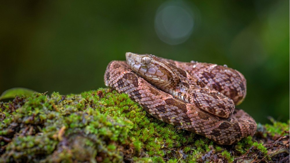 Borneo Snakes
