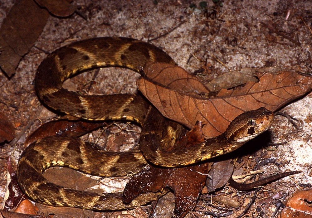 Копьеголовая змея BOTHROPS Atrox