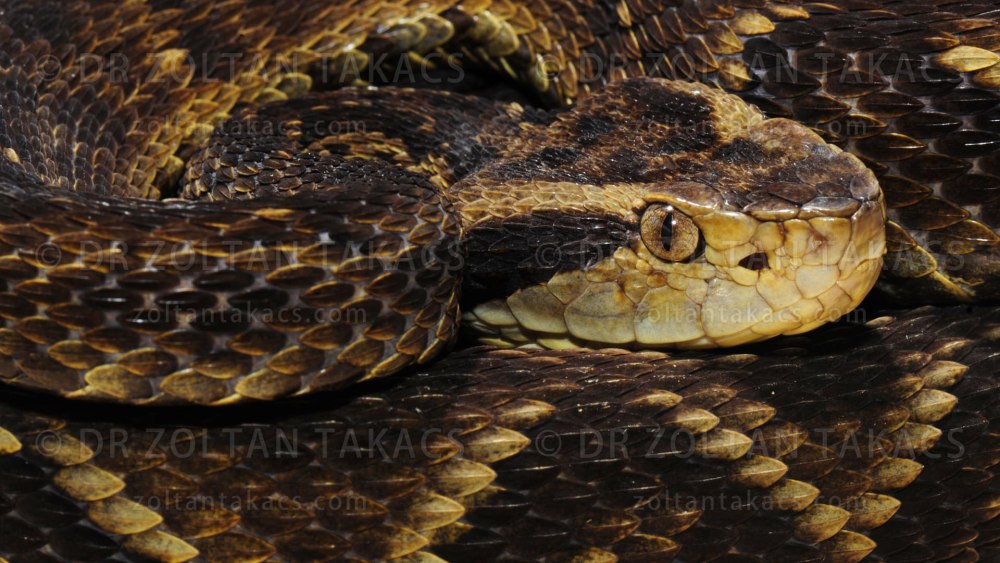 Обыкновенная жарарака (BOTHROPS Jararaca).