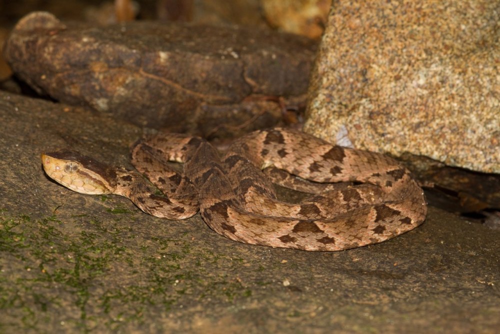 BOTHROPS Atrox
