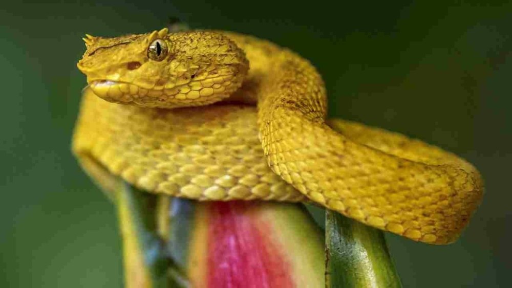 Golden Lancehead Vipers