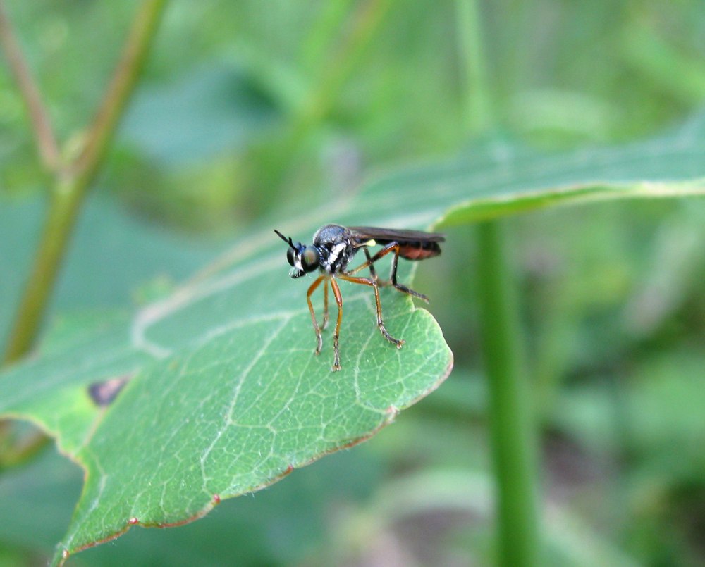 Ктырь Dioctria